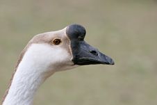 Goose Closeup Stock Photography