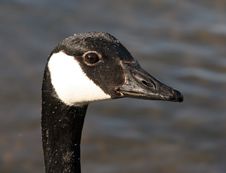 Canada Goose Head Close Up Stock Image Canada Goose Head Close Up Stock Image