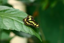 Butterfly Stock Images Butterfly Stock Images