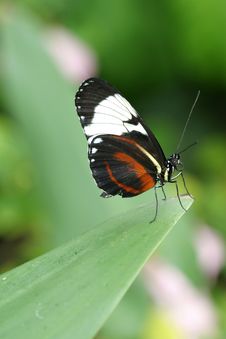 Butterfly Royalty Free Stock Photos Butterfly Royalty Free Stock Photos