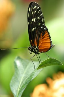 Butterfly Stock Photo Butterfly Stock Photo