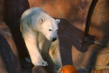 Polar Bear Royalty Free Stock Photo