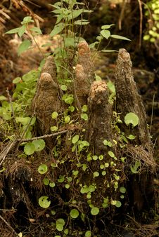 Cypress Knees Royalty Free Stock Images