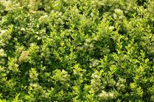 The Hedge !! Royalty Free Stock Photo The Hedge !! Royalty Free Stock Photo