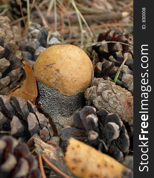 Birch mushroom among pine cones. Birch mushroom among pine cones.