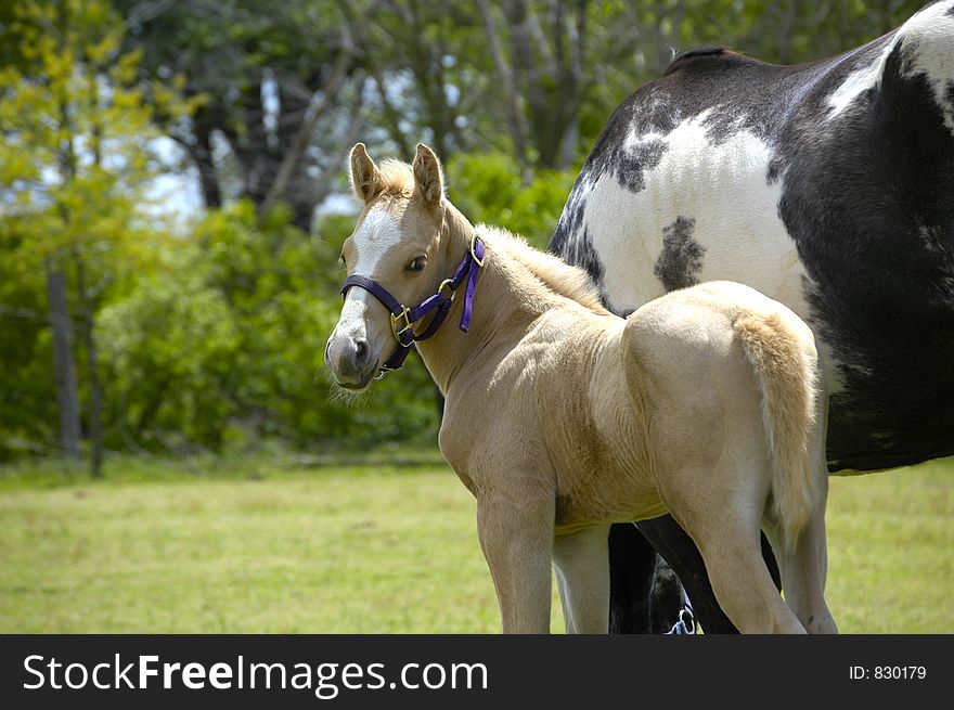 Colt staying close to its mom. Colt staying close to its mom.