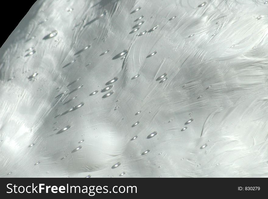 Closeup of waterdroplets on a swan's back. Closeup of waterdroplets on a swan's back.