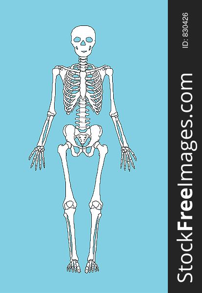 Human skeleton (illustration)