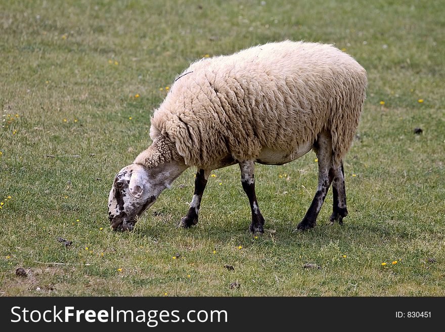 Sheep