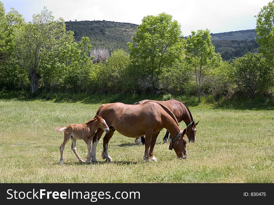 Horses and foal grazing