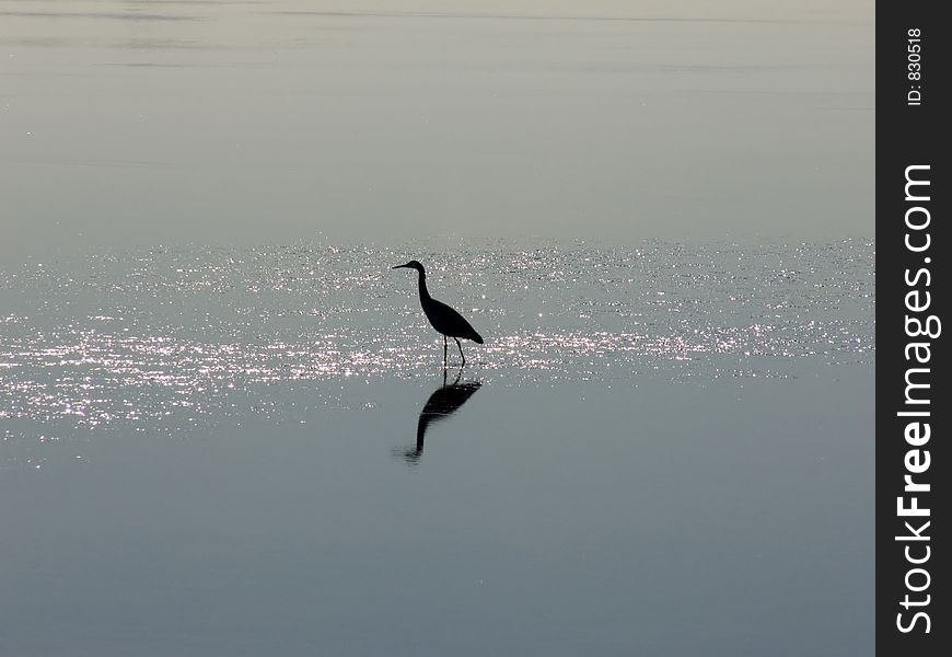 A Heron on tidal flats. A Heron on tidal flats