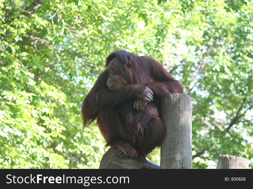 Orangutan Just Hanging Out