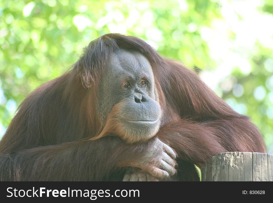 Happy orangutan