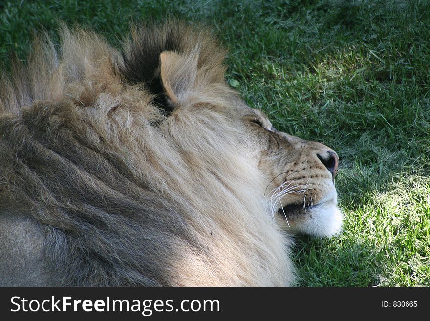 Lion enjoying a afternoon nap. Lion enjoying a afternoon nap
