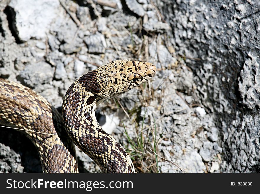 Bull snake closeup. Pituophis melanoleucus, also commonly referred to as a gopher snake or pine snake. mammoth hot springs, yellowstone national park, wyoming.