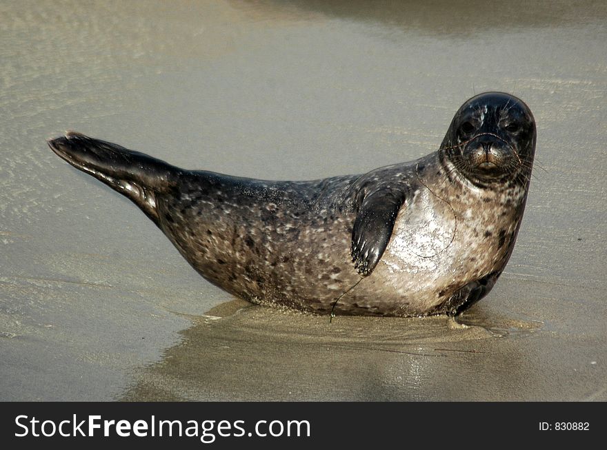 A sea lion poses on the sand. A sea lion poses on the sand