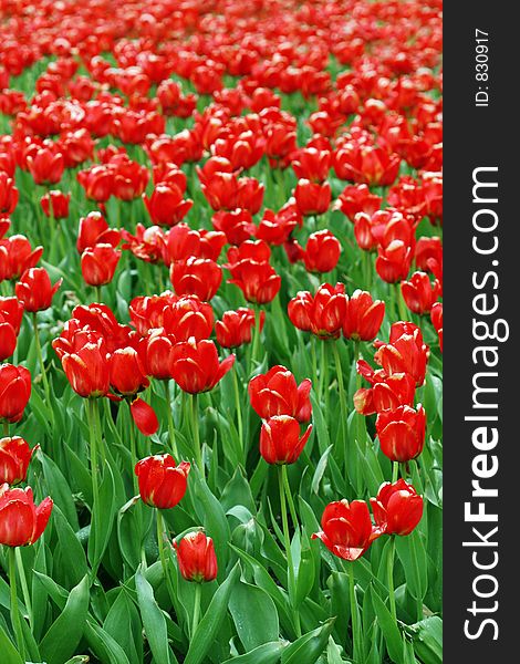 Beautiful tulip background - perfect for spring or summer designs. Beautiful tulip background - perfect for spring or summer designs