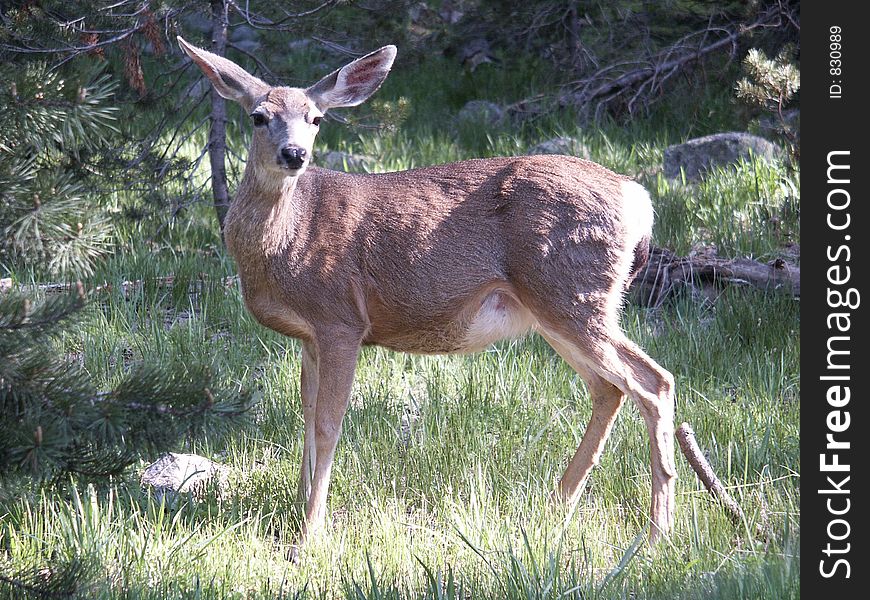 Deer in forest.