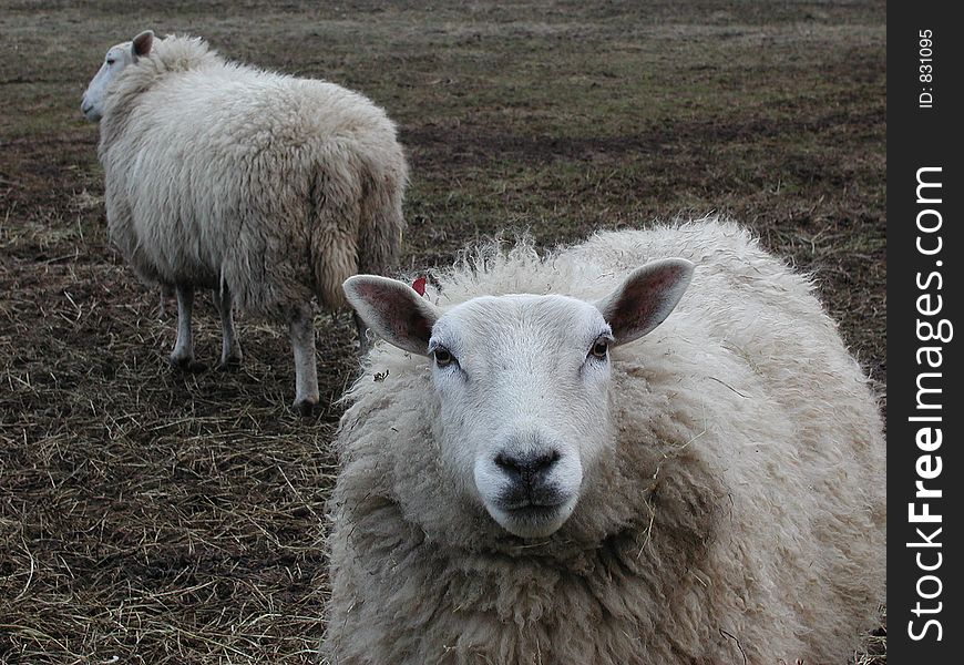 Danish sheep on a field in the summer