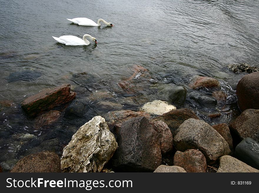 Swans swimming on the sea in denmark. Swans swimming on the sea in denmark