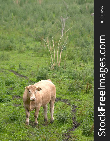 Cows staring at the photographer. Cows staring at the photographer