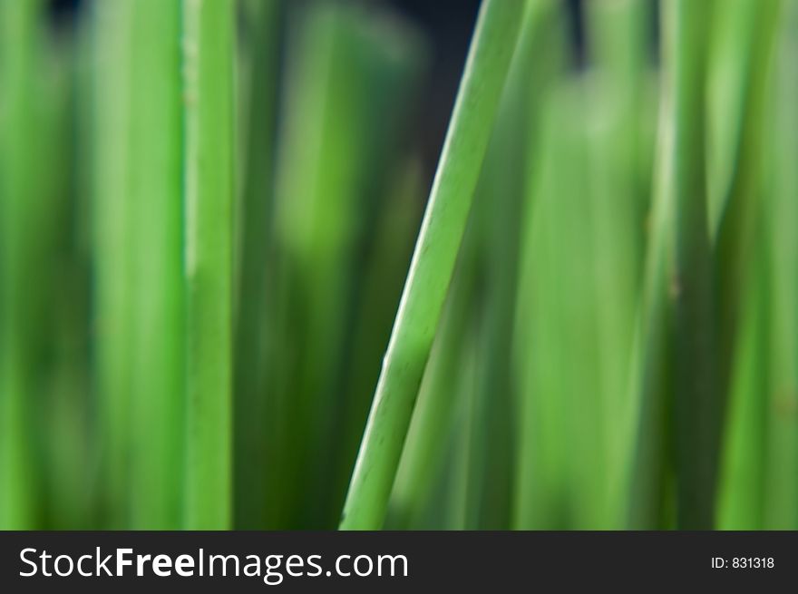 Green Bristles