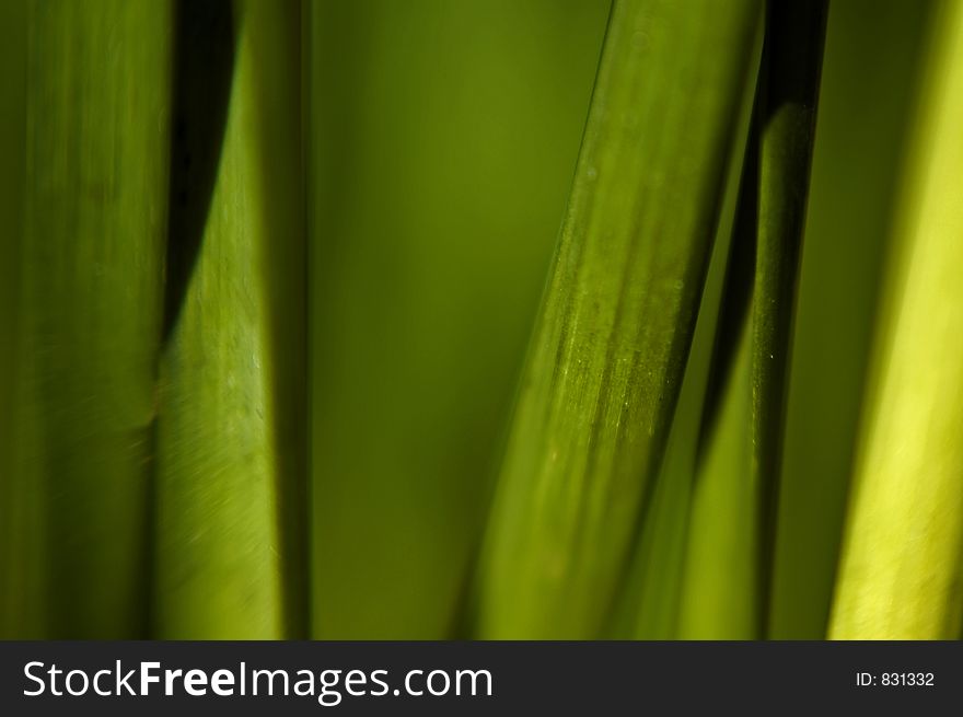 Abstract blurred image of plant stalks. Abstract blurred image of plant stalks