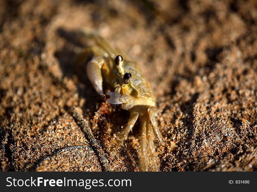 Macro image of a very small tropical beach crab eating shrip next to his sand hole. Macro image of a very small tropical beach crab eating shrip next to his sand hole