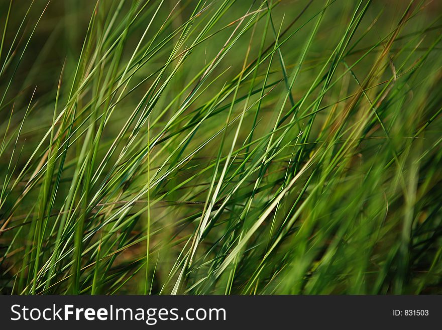Macro image of soft green grass moving with the wind. Macro image of soft green grass moving with the wind