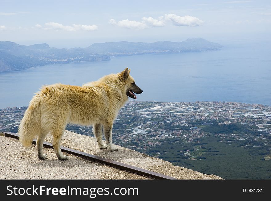 A fiery dog looking at the panorama. A fiery dog looking at the panorama