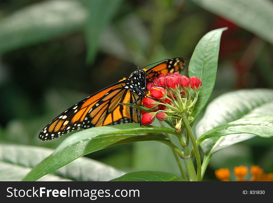 Monarch on red flowers close-up