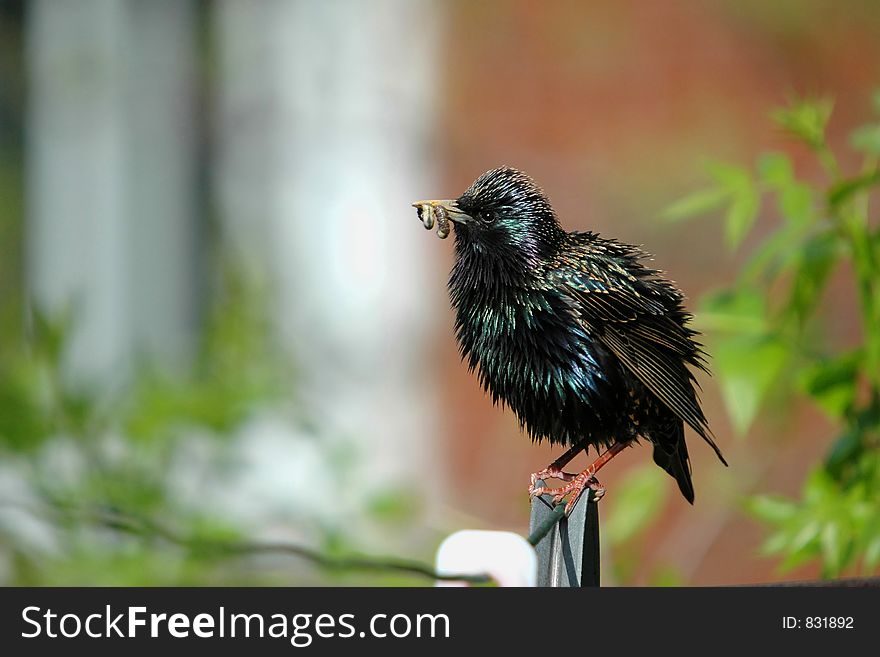 Starling on clothes line