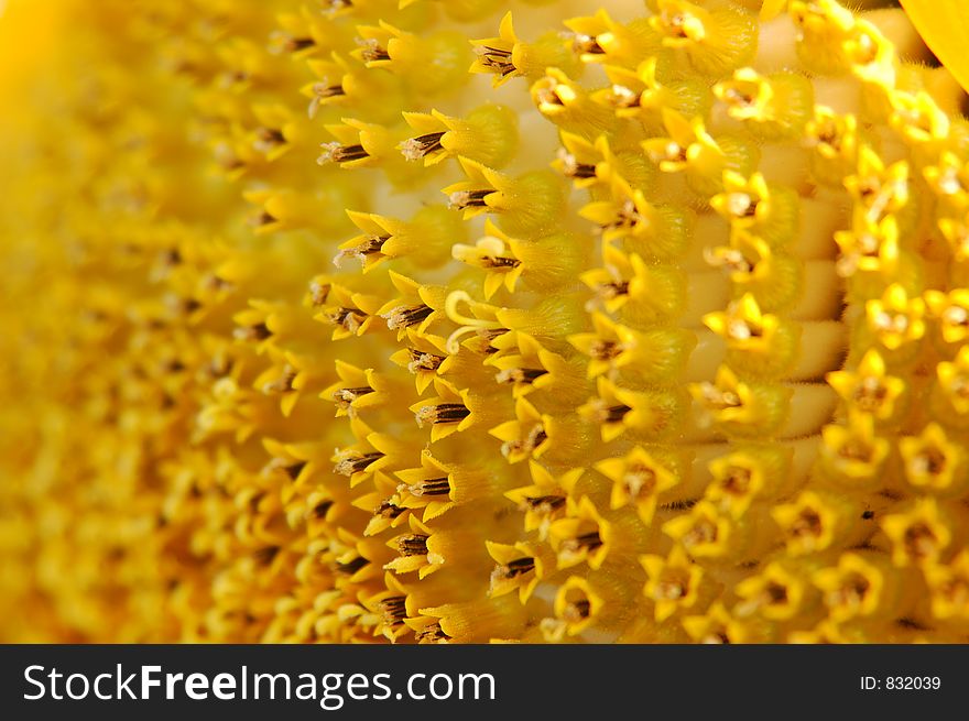 Up close and personal - a close view of the sunflower.