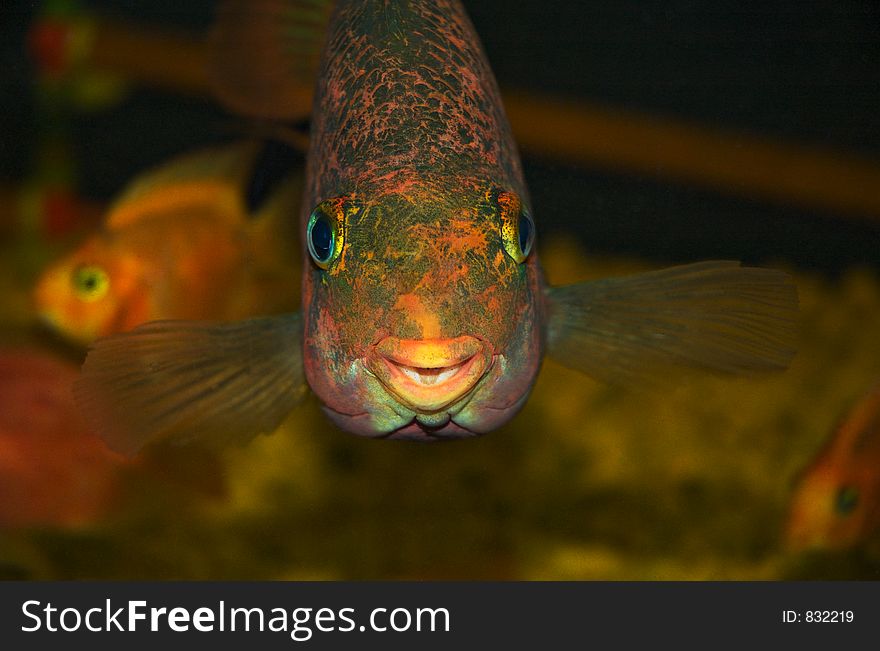 Exotic fish full-face