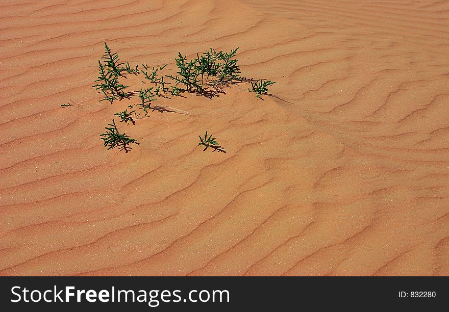 Sand dune in the negev, Israel.