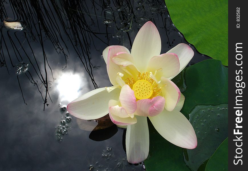 Lotus flower. Bronx Botanical Garden