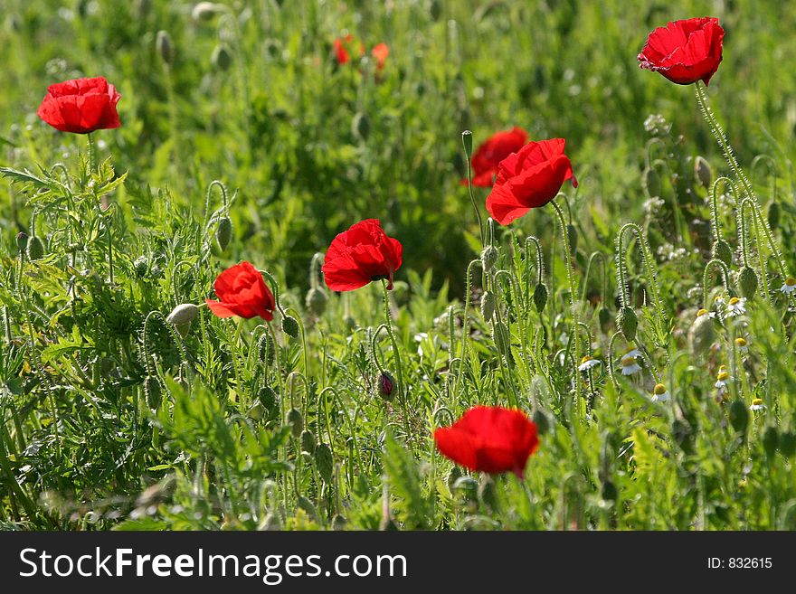 Red flowers in a field