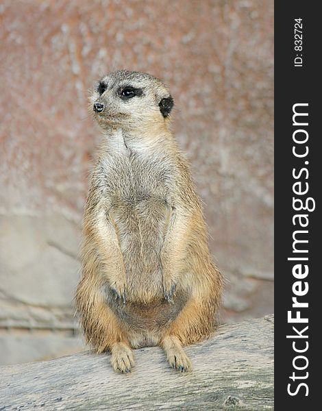 An adorable meerkat standing watch.