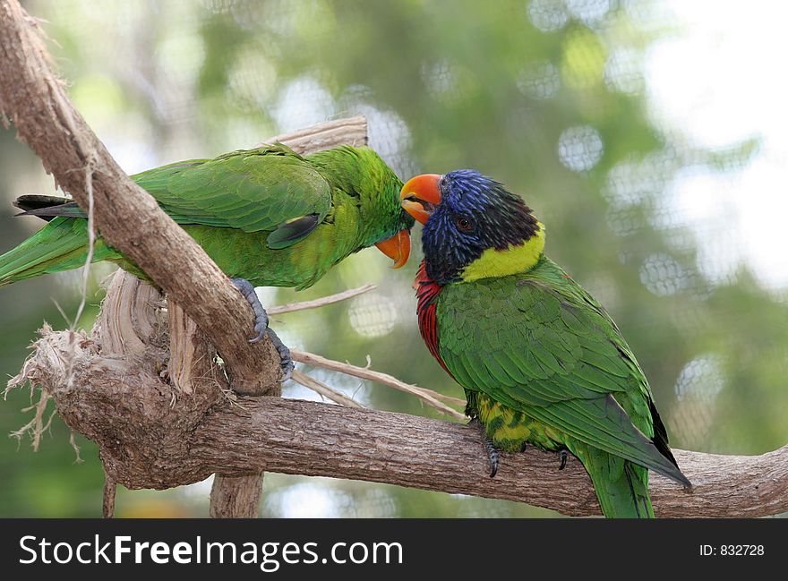 A lorikeet and a green parrot grooming eachother. (screen in background may appear as banding). A lorikeet and a green parrot grooming eachother. (screen in background may appear as banding)