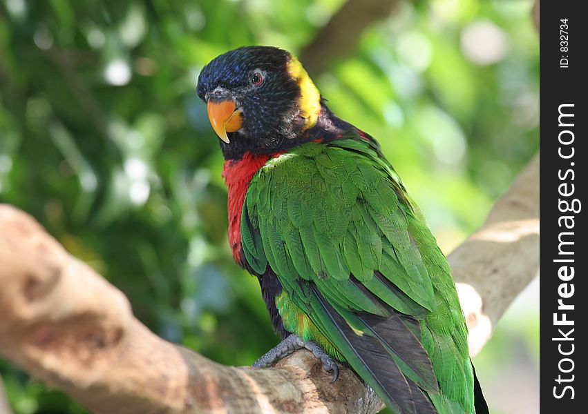 A colorful rainbow lorikeet perched in a tree. A colorful rainbow lorikeet perched in a tree.
