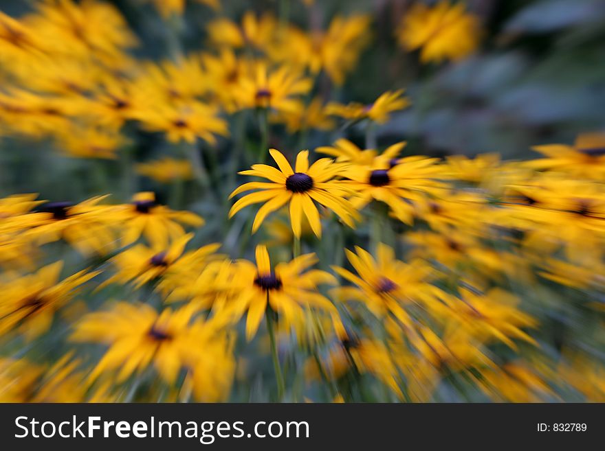 Abstract daisies, using zoom-blur.  Possible background usage?