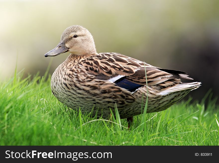 Duck on grass