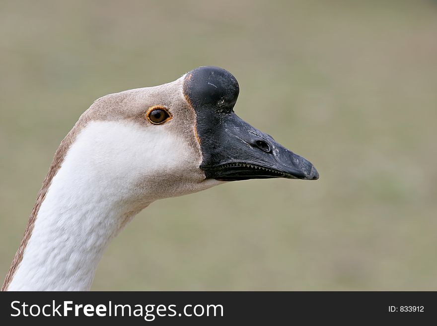 Goose closeup