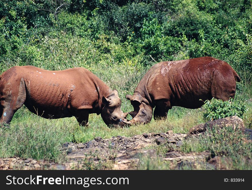 Fighting rhinos. Fighting rhinos