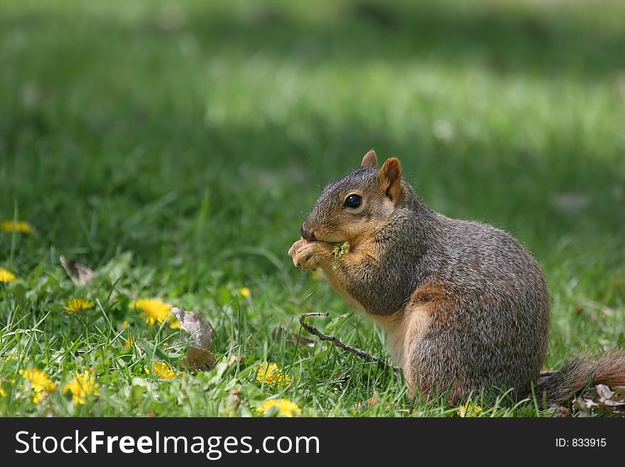 Squirrel on the grass, eating