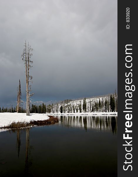 Bare tree in winter, by a river flowing through yellowstone national park, wyoming.