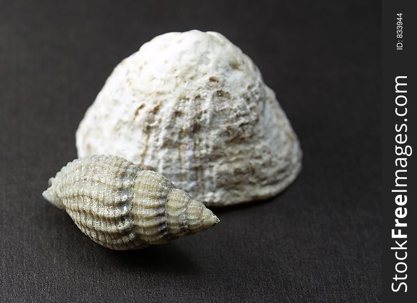 Two little shells on a dark background. Two little shells on a dark background