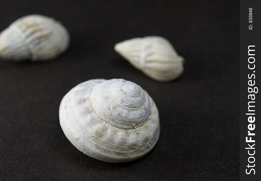 Three little shells on a dark background. Three little shells on a dark background