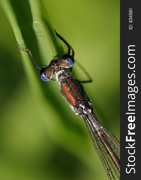 Close-up of damselfly