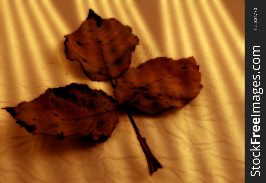 Three leaves from rose on wrapped paper with special lightning effect of light rays. Three leaves from rose on wrapped paper with special lightning effect of light rays